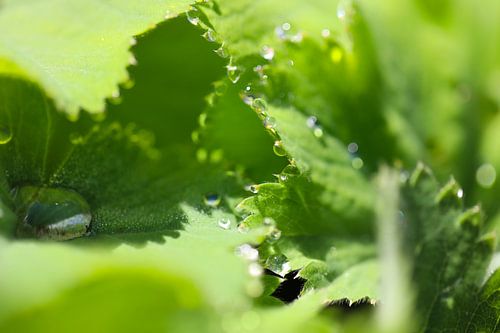 Dewdrops in the morning sun