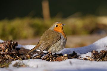 Roodborst in de sneeuw van Stobbe; natuurfotografie