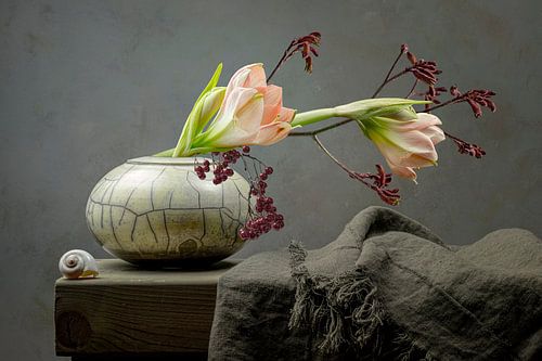 Stillleben Amaryllis