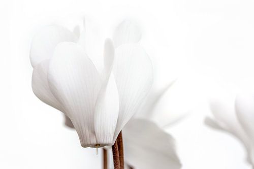 Kleine witte cyclaam 1