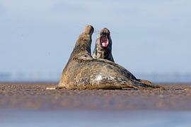 Grey Seals fight on the beach by Jeroen Stel