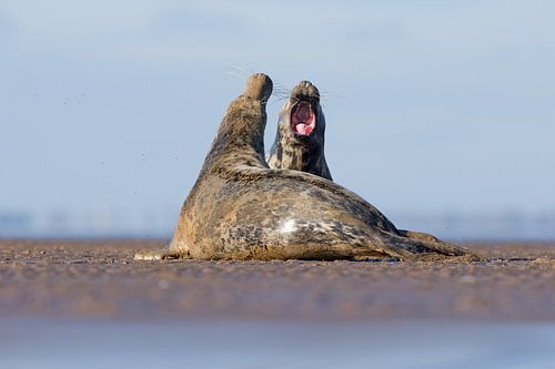 Grijze Zeehonden vechten op het strand