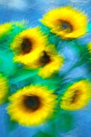 The sunflowers ( alla van Gogh)