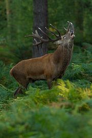 Bronze Red Deer in a forest landscape with ferns by Jeroen Stel