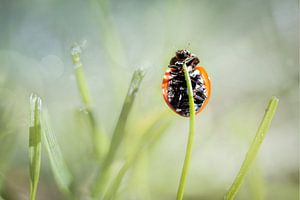 Ladybug by Dennis Claessens