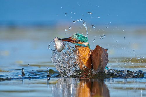 IJsvogel - In een flits