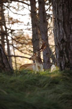 Hert in het ochtendlicht in de Amsterdamse Waterleidingduinen van Jules Captures - Photography by Julia Vermeulen