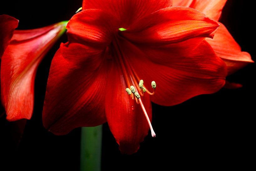 Amaryllis by Thomas Jäger