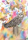 Long-eared owl in a colourful environment by Jasper de Ruiter thumbnail