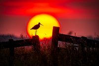 Black-tailed Godwit at Sunset