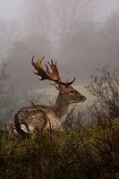 Fallow deer in the fog