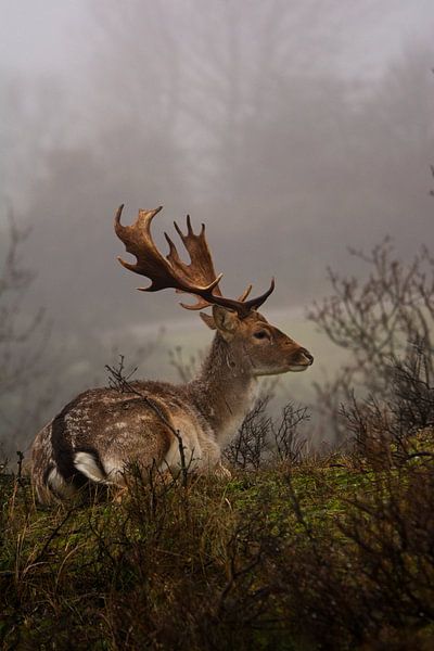 Des daims dans le brouillard par AudFocus - Audrey van der Hoorn