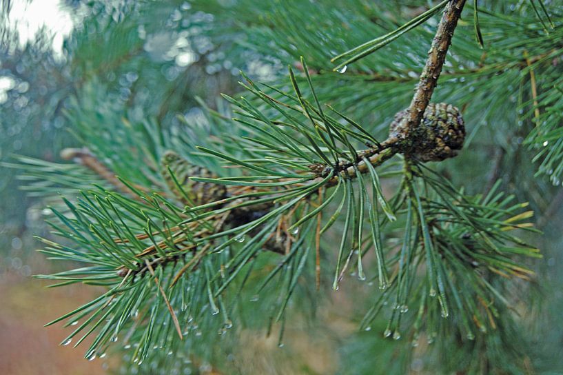 Needle Tree in the Rain.  by Monique Scholtens