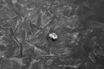 Der Polder bei 't Woudt, Eis auf den Gräben, eingeschlossene Luftblasen von Eugenio Eijck