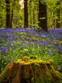 Lentekleuren in het bos van Lex Schulte