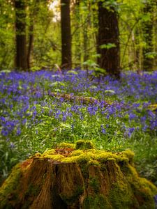 Frühlingsfarben im Wald