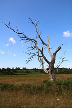 Dead tree