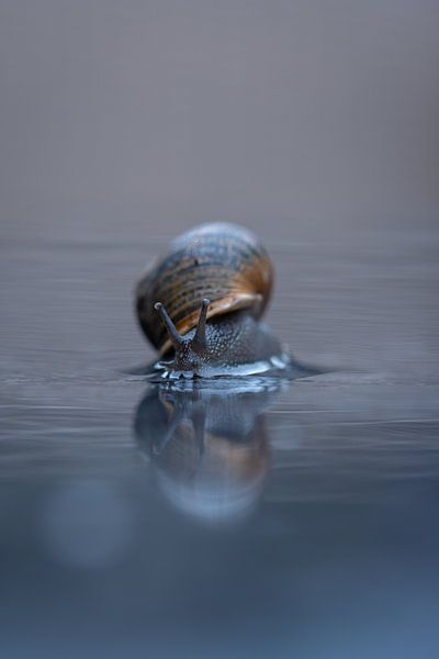 Schnecke das Hinterhofmodell von Samantha Rorijs