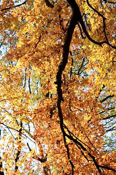 Branch with golden leaves by Wendy Hilberath