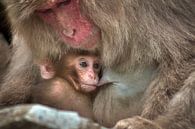 Macaque breastfeeding van BL Photography thumbnail