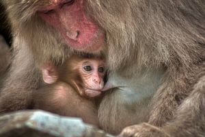 Macaque breastfeeding