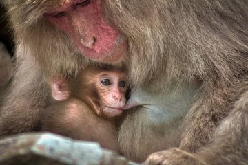 Macaque breastfeeding van BL Photography