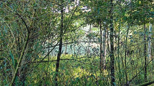 Door de bomen en struiken heen kijken.