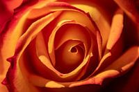 orangefarbene Rose