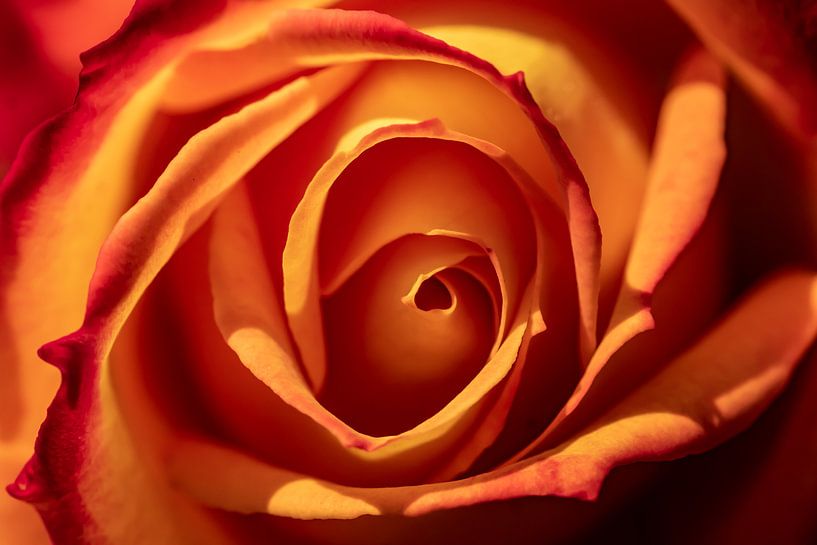 orangefarbene Rose von Paul Veen