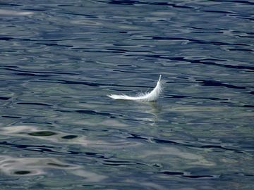 Feather on the water  sur Wilma Rigo