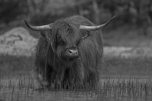 Highlander écossais dans les dunes de Kennemer