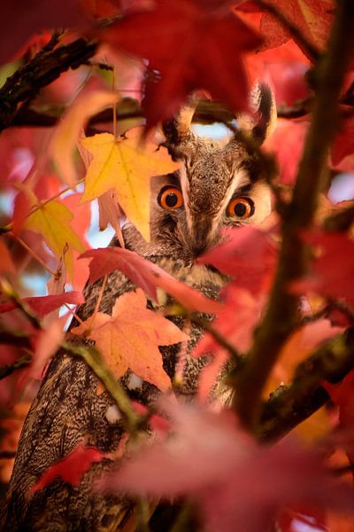 Hypnotisiert von John Goossens Photography