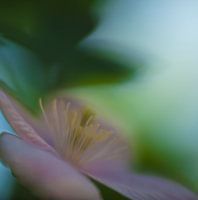 Clematis