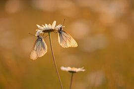 big veined white in evening light by Ria Bloemendaal