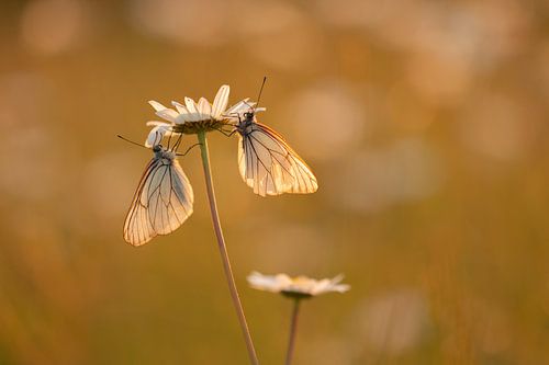 groot geaderd witje in avondlicht
