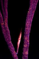Trumpet fish