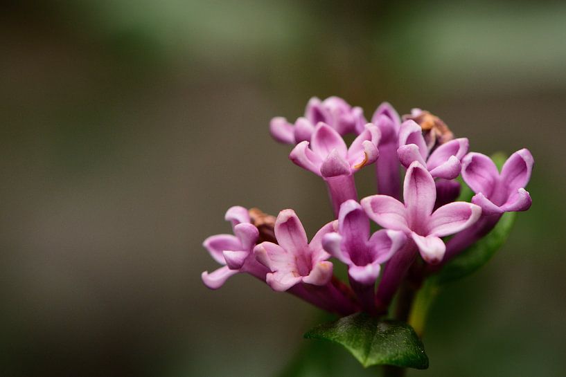 Kleine violette Blüten von Gerard de Zwaan