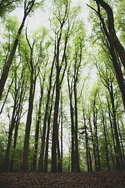 Hoge bomen van Photos by Francis