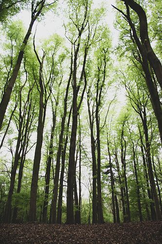 High trees