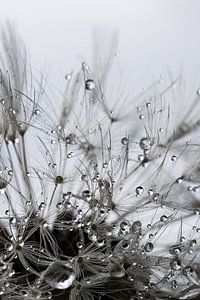 Pusteblume nach dem Regen