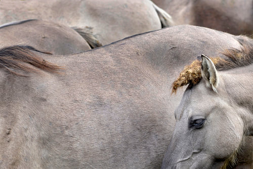 Konik horses