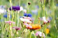Flower field