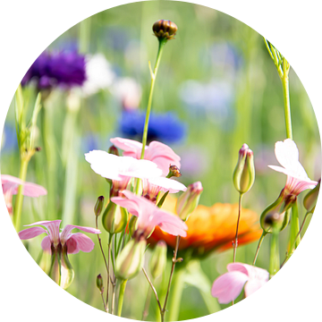 Bloemenveld van Bianca ter Riet