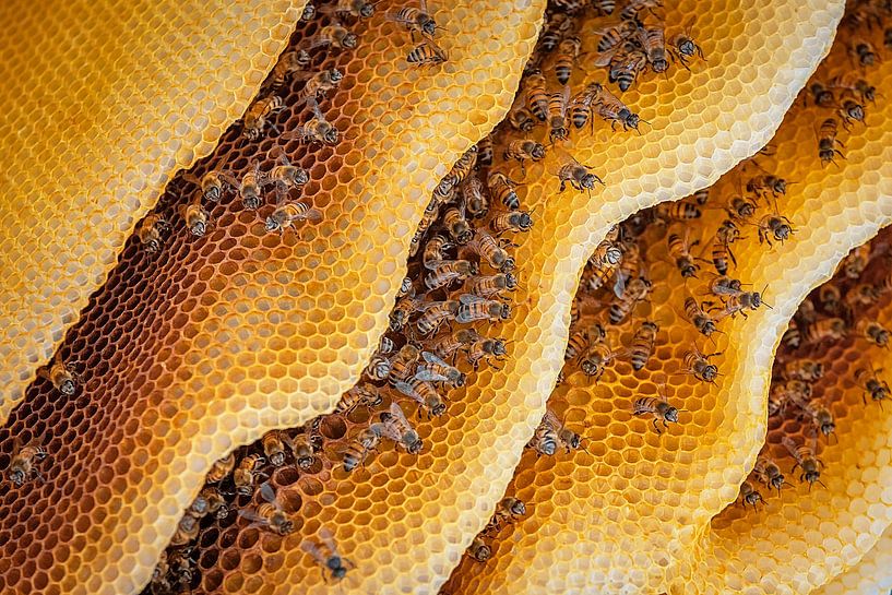 Bees by Ed Peeters