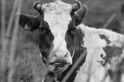 Fotografie Puur Natuur