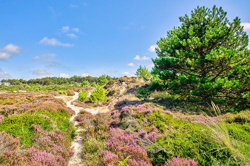 View of the dunes of Schoorl by eric van der eijk