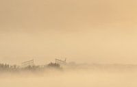Grauwe reiger