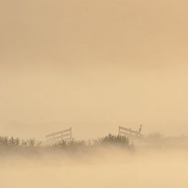 Grauwe reiger van Monika Wolters