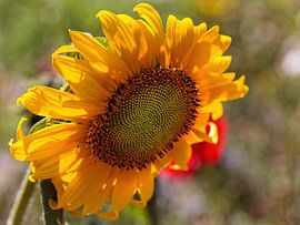 Sunflower by Rob Boon