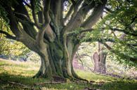 Sprookjesachtige beuken van Rhön van Jürgen Schmittdiel Photography thumbnail